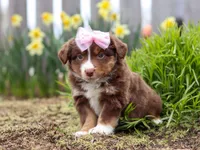 Wendy, a female Miniature American Shepherd for sale in Millersburg, OH – Photo 5 of 6