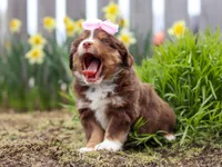 Wendy, a female Miniature American Shepherd for sale in Millersburg, OH – Photo 3 of 6