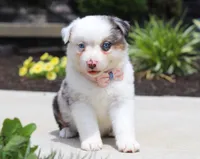 Zella, a female Australian Shepherd for sale in Millersburg, OH – Photo 3 of 8