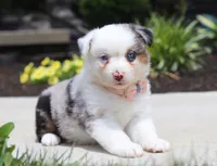 Zella, a female Australian Shepherd for sale in Millersburg, OH – Photo 2 of 8