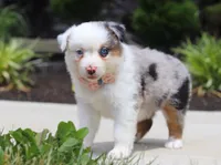 Zella, a female Australian Shepherd for sale in Millersburg, OH – Photo 8 of 8