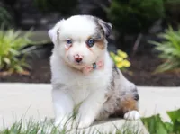 Zella, a female Australian Shepherd for sale in Millersburg, OH – Photo 4 of 8