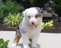 Zella, a female Australian Shepherd for sale in Millersburg, OH – Photo 1 of 8