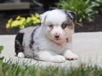 Zella, a female Australian Shepherd for sale in Millersburg, OH – Photo 5 of 8