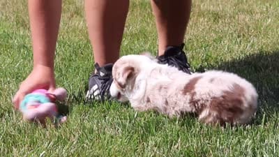 Cassie, a female Miniature Australian Shepherd for sale in Millersburg, OH – 7 of 7