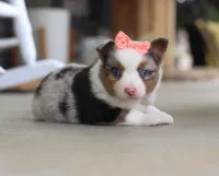 Zoey, a male Australian Shepherd for sale in Millersburg, OH – Photo 6 of 6