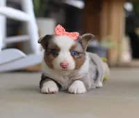 Zoey, a male Australian Shepherd for sale in Millersburg, OH – Photo 4 of 6