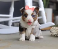 Zoey, a male Australian Shepherd for sale in Millersburg, OH – Photo 1 of 6