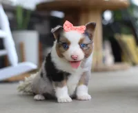 Zoey, a male Australian Shepherd for sale in Millersburg, OH – Photo 3 of 6