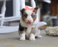 Zoey, a male Australian Shepherd for sale in Millersburg, OH – Photo 2 of 6