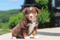 Connor, a male Miniature Australian Shepherd for sale in Millersburg, OH – 7 of 10