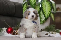 Arnie, a male Miniature Australian Shepherd for sale in Millersburg, OH – Photo 2 of 5