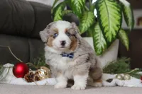 Arnie, a male Miniature Australian Shepherd for sale in Millersburg, OH – Photo 4 of 5