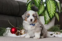 Arnie, a male Miniature Australian Shepherd for sale in Millersburg, OH – Photo 1 of 5