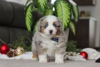 Arnie, a male Miniature Australian Shepherd for sale in Millersburg, OH – Photo 5 of 5