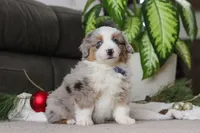 Arnie, a male Miniature Australian Shepherd for sale in Millersburg, OH – Photo 3 of 5