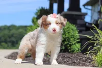 Cassie, a female Miniature Australian Shepherd for sale in Millersburg, OH – 2 of 7