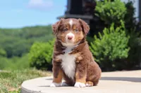 Connor, a male Miniature Australian Shepherd for sale in Millersburg, OH – 9 of 10