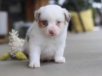 Zachary, a male Australian Shepherd for sale in Millersburg, OH – Photo 5 of 8