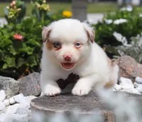 Zachary, a male Australian Shepherd for sale in Millersburg, OH – Photo 3 of 8