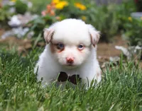 Zachary, a male Australian Shepherd for sale in Millersburg, OH – Photo 2 of 8