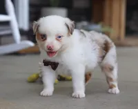 Zachary, a male Australian Shepherd for sale in Millersburg, OH – Photo 7 of 8