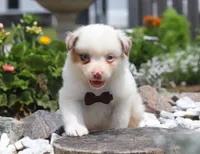 Zachary, a male Australian Shepherd for sale in Millersburg, OH – Photo 4 of 8