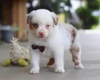 Zachary, a male Australian Shepherd for sale in Millersburg, OH – Photo 8 of 8