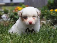 Zachary, a male Australian Shepherd for sale in Millersburg, OH – Photo 1 of 8