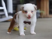 Zachary, a male Australian Shepherd for sale in Millersburg, OH – Photo 6 of 8