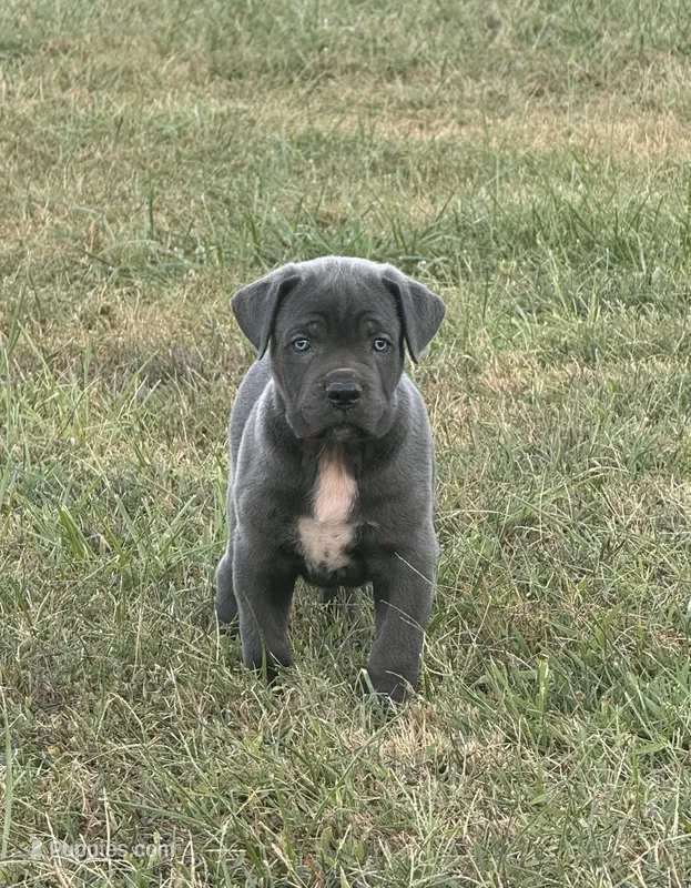 Blue collar  – Cane Corso puppy for sale in Lebanon, MO