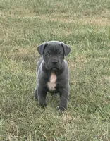 Blue collar , a male Cane Corso for sale in Lebanon, MO – 1 of 2