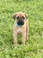 Teal collar , a female Cane Corso for sale in Lebanon, MO – 2 of 4