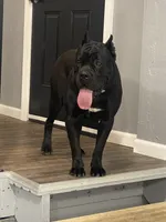 Khaos, a female Cane Corso for sale in Lebanon, MO – Photo 2 of 2