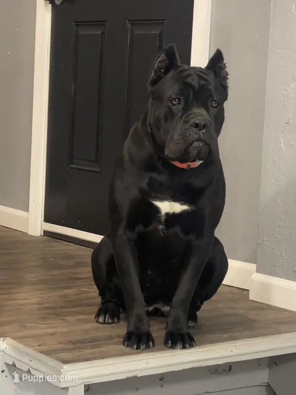 Khaos, a female Cane Corso for sale in Lebanon, MO – Photo 1 of 2