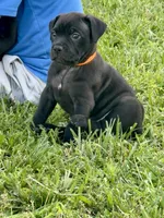 Orange collar , a female Cane Corso for sale in Lebanon, MO – 2 of 3