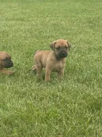Red collar , a female Cane Corso for sale in Lebanon, MO – 3 of 5