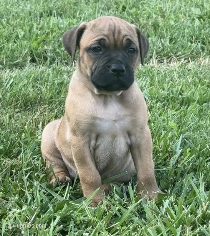Red collar  – Cane Corso puppy for sale in Lebanon, MO