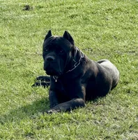 Red collar , a female Cane Corso for sale in Lebanon, MO – 5 of 5