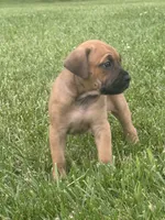 Red collar , a female Cane Corso for sale in Lebanon, MO – 2 of 5