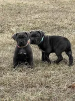 Light blue, a female Cane Corso for sale in Lebanon, MO – Photo 4 of 4