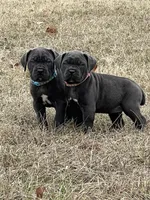Light blue, a female Cane Corso for sale in Lebanon, MO – Photo 3 of 4