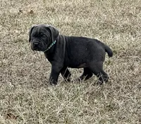 Light blue, a female Cane Corso for sale in Lebanon, MO – Photo 1 of 4