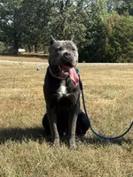Moose, a male Cane Corso for sale in Lebanon, MO – 2 of 2