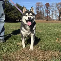 Slater, a male Alaskan Klee Kai for sale in Lebanon, MO – Photo 2 of 2