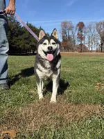 Slater, a male Alaskan Klee Kai for sale in Lebanon, MO – Photo 2 of 2