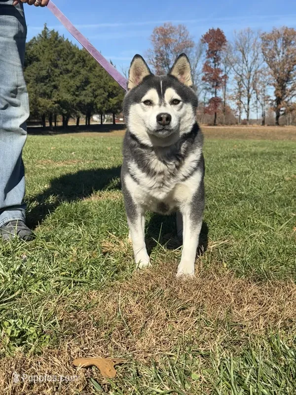 Slater, a male Alaskan Klee Kai for sale in Lebanon, MO – Photo 1 of 2