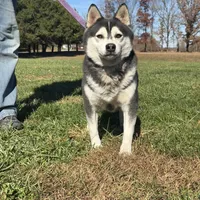 Slater, a male Alaskan Klee Kai for sale in Lebanon, MO – Photo 1 of 2