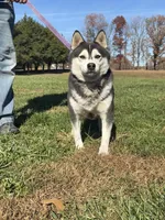 Slater, a male Alaskan Klee Kai for sale in Lebanon, MO – Photo 1 of 2