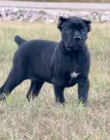 Red collar , a female Cane Corso for sale in Lebanon, MO – 1 of 3